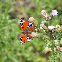 Natuurschoon van Limburg